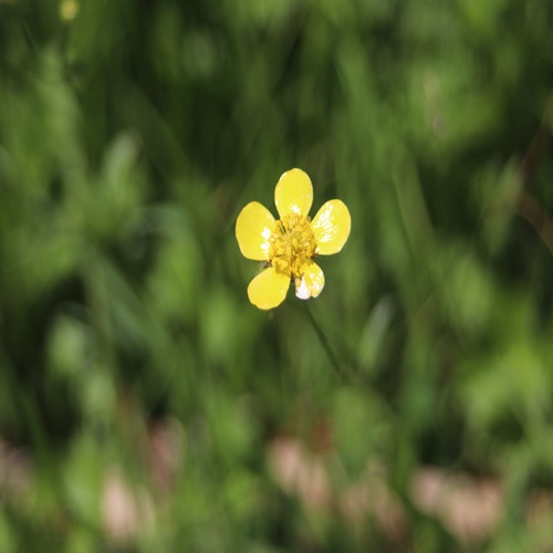 ウマノアシガタの花