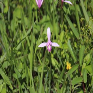 トキソウの花