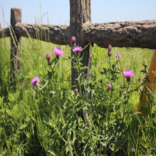 ノアザミの全体像