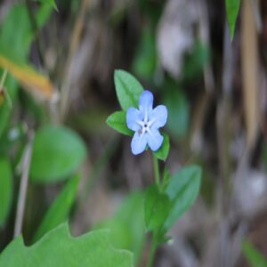 ホタルカズラの花