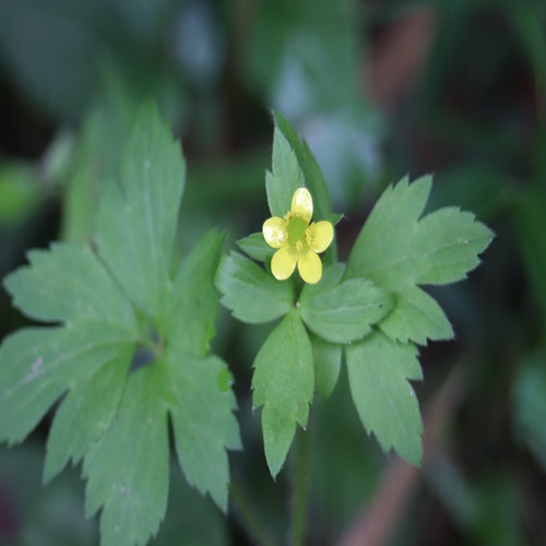 ケキツネノボタンの花