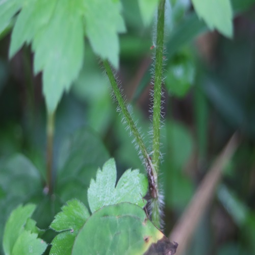 ケキツネノボタンの茎