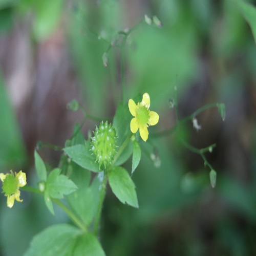 ケキツネノボタンの花