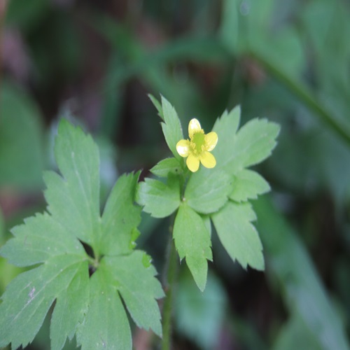 ケキツネノボタンの花