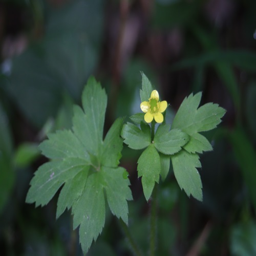 ケキツネノボタンの花