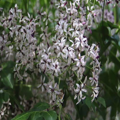 センダンの花