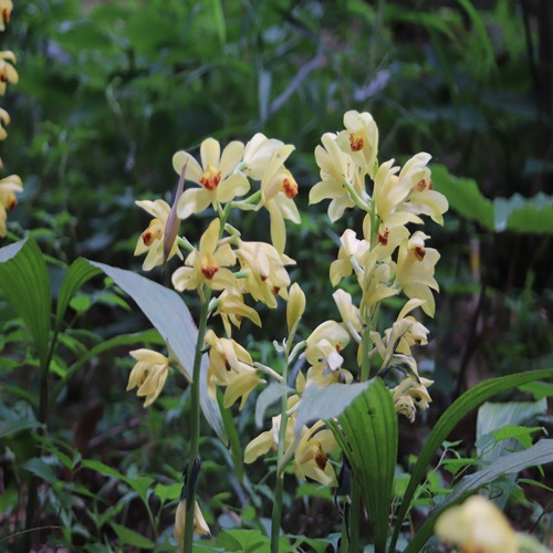 ガンゼキランの花