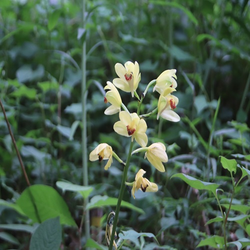 ガンゼキランの花