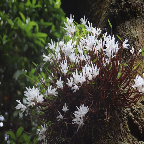 セッコクの花