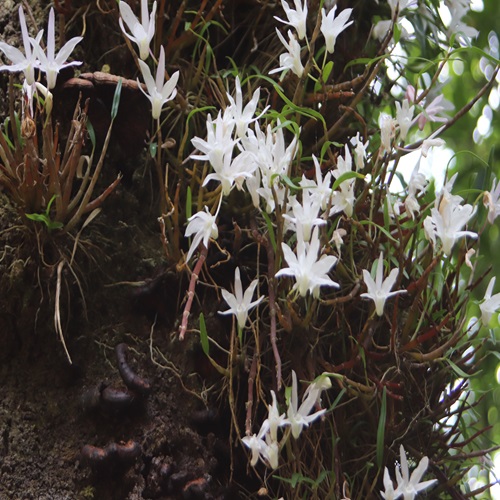 セッコクの花