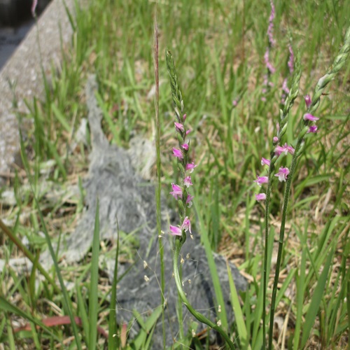 ネジバナの花