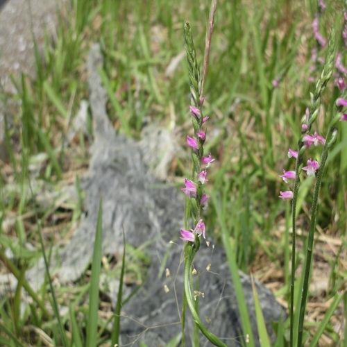 ネジバナの花