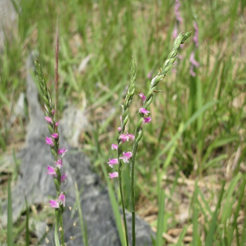 ネジバナの花