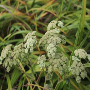 ボタンボウフウの花