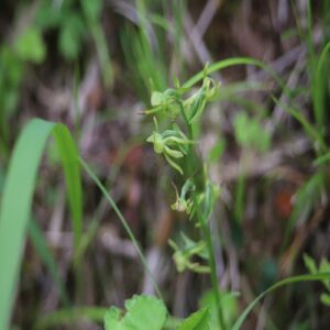ヤマサギソウの花