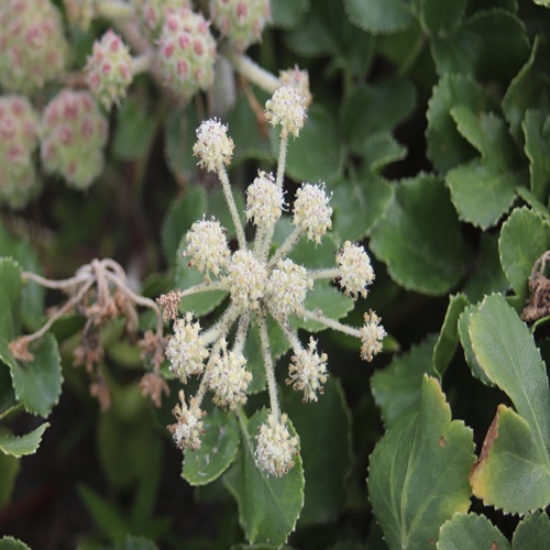 ハマボウフウの花