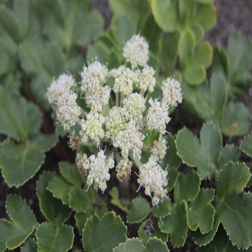 ハマボウフウの花