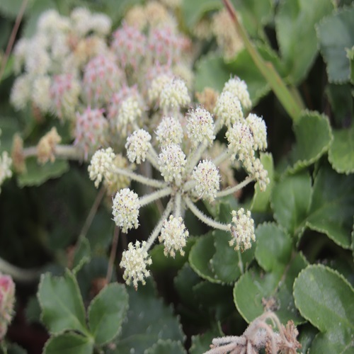 ハマボウフウの花