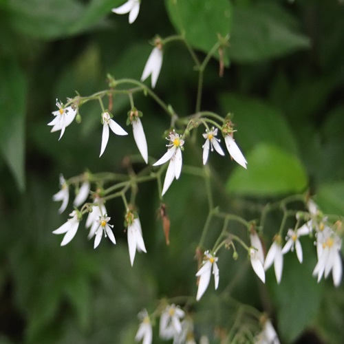 ユキノシタの花