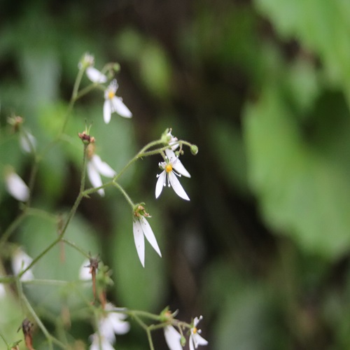 ユキノシタの花