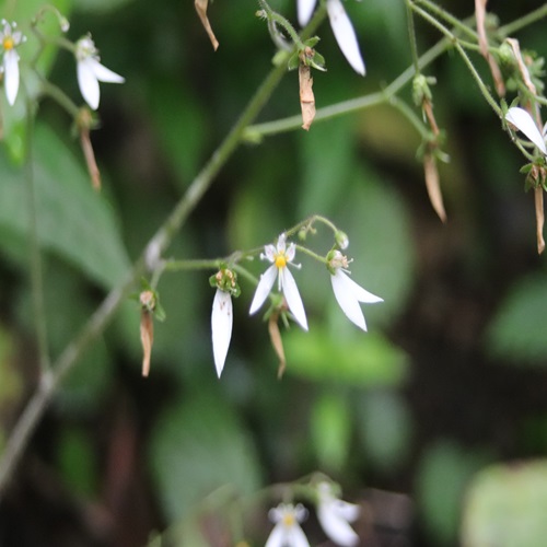 ユキノシタの花