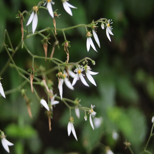 ユキノシタの花