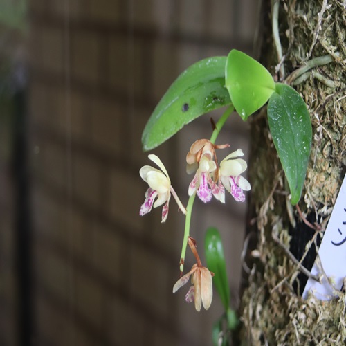 ナゴランの花