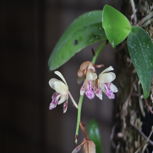 ナゴランの花