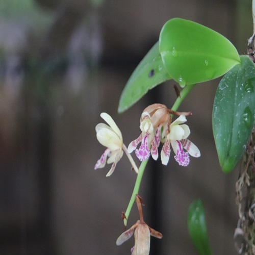 ナゴランの花