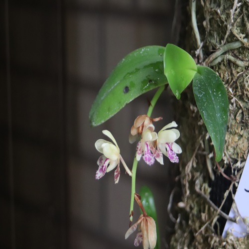 ナゴランの花