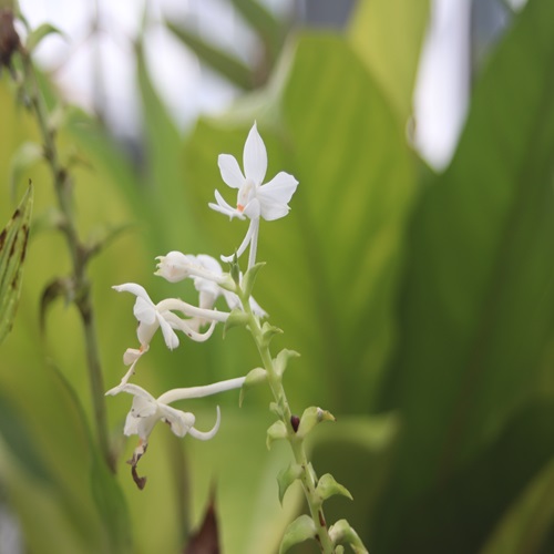 ツルランの花