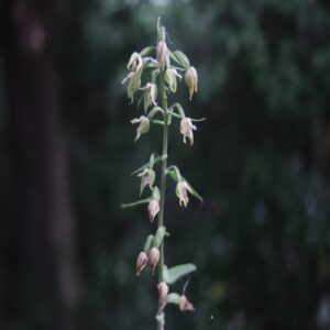 エゾスズランの花