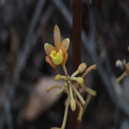 ツチアケビの花