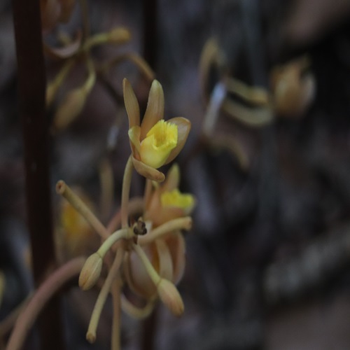 ツチアケビの花