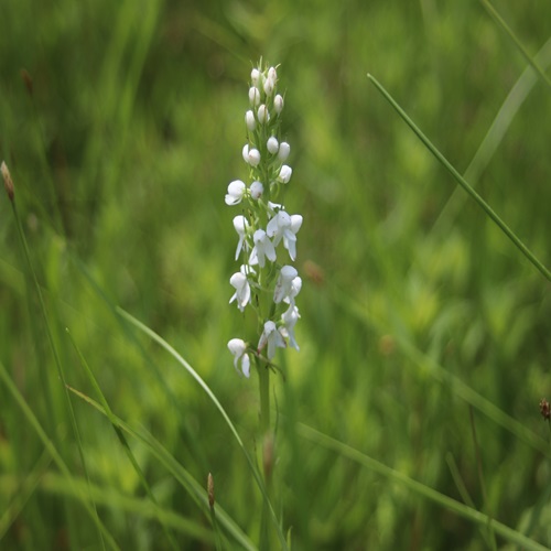 ミズチドリの花