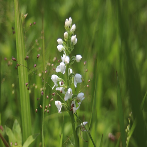 ミズチドリの花