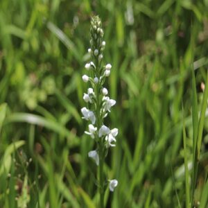 ミズチドリの花