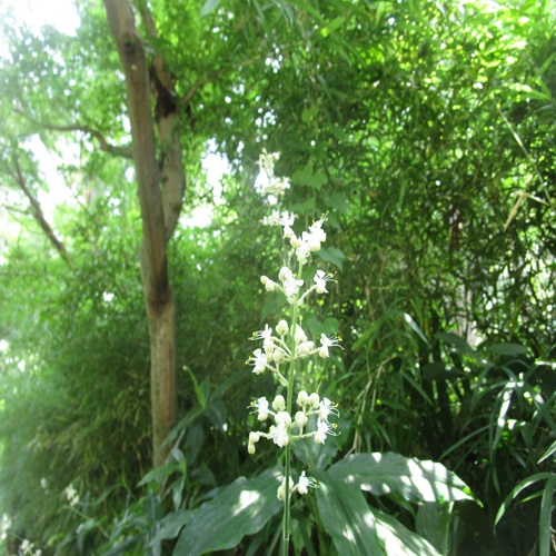 ヤブミョウガの花