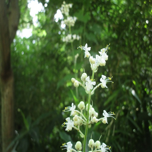 ヤブミョウガの花