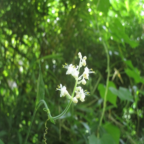 ヤブミョウガの花