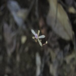 トサノクロムヨウランの花