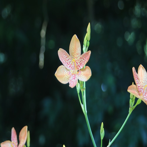 ヒオウギの花
