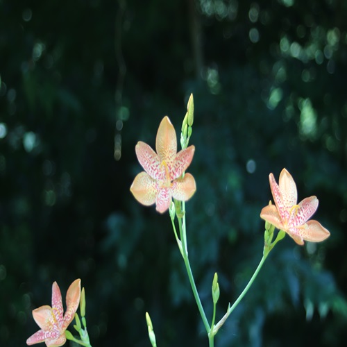 ヒオウギの花