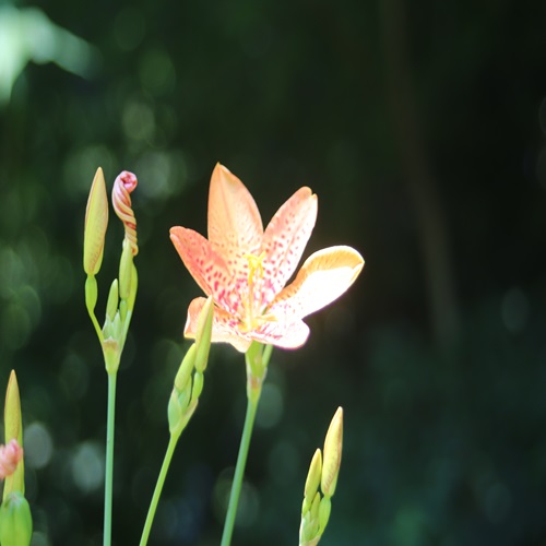 ヒオウギの花