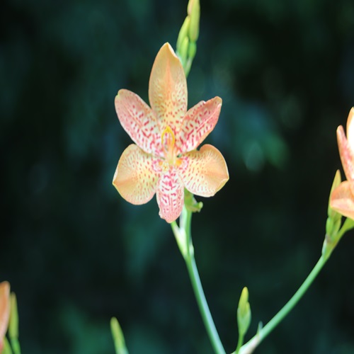 ヒオウギの花