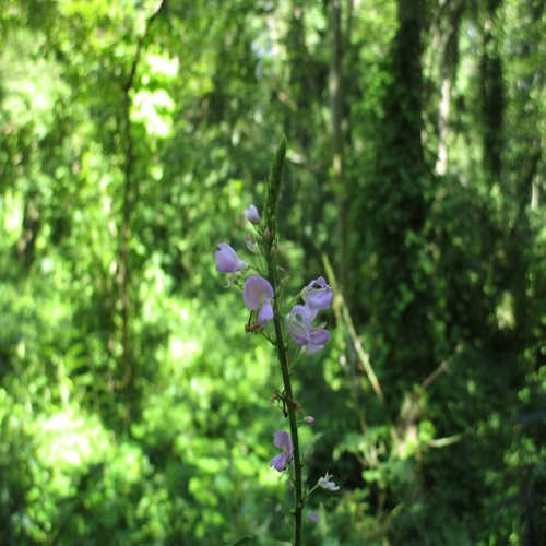 フジカンゾウの花