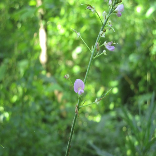 フジカンゾウの花