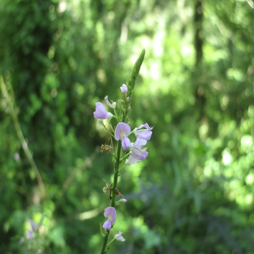 フジカンゾウの花