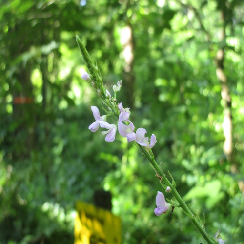 フジカンゾウの花