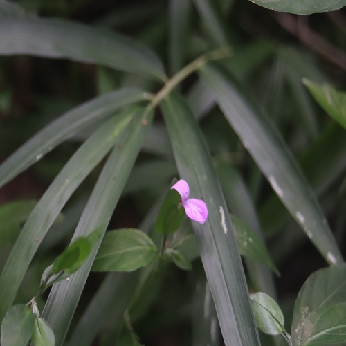 ハグロソウの花